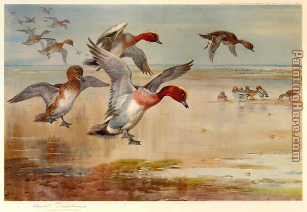 Archibald Thorburn Wigeon Alighting